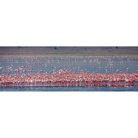 Lesser flamingos rest and feed in Lake Magadi inside Ngorongoro Crater-Tanzania Black Modern Wood Framed Art Print by Richardson, Larry