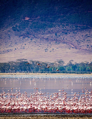 Lesser flamingos rest and feed in Lake Magadi inside Ngorongoro Crater-Tanzania Black Ornate Wood Framed Art Print with Double Matting by Richardson, Larry