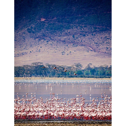 Lesser flamingos rest and feed in Lake Magadi inside Ngorongoro Crater-Tanzania Gold Ornate Wood Framed Art Print with Double Matting by Richardson, Larry