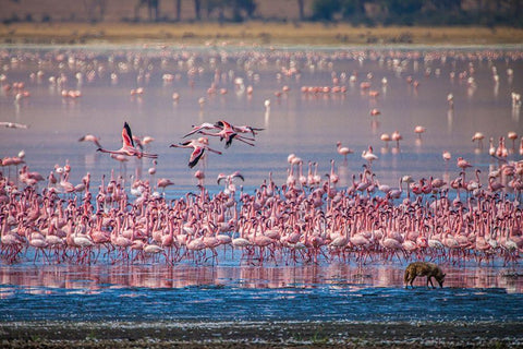Lesser flamingos rest and feed in Lake Magadi inside Ngorongoro Crater-Tanzania White Modern Wood Framed Art Print with Double Matting by Richardson, Larry