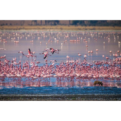 Lesser flamingos rest and feed in Lake Magadi inside Ngorongoro Crater-Tanzania Black Modern Wood Framed Art Print with Double Matting by Richardson, Larry