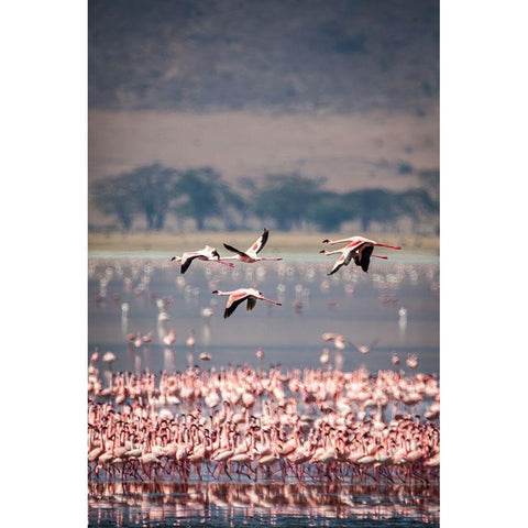 Lesser flamingos rest and feed in Lake Magadi inside Ngorongoro Crater-Tanzania Gold Ornate Wood Framed Art Print with Double Matting by Richardson, Larry