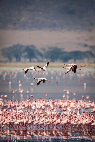 Lesser flamingos rest and feed in Lake Magadi inside Ngorongoro Crater-Tanzania White Modern Wood Framed Art Print with Double Matting by Richardson, Larry
