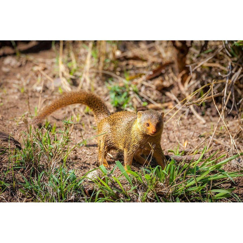 A dwarf mongoose-like other mustelids-is curious Black Modern Wood Framed Art Print by Richardson, Larry