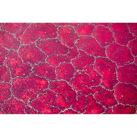 Africa-Tanzania-Aerial view of patterns of red algae and salt formations in shallow salt waters Black Modern Wood Framed Art Print with Double Matting by Souders, Paul