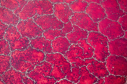 Africa-Tanzania-Aerial view of patterns of red algae and salt formations in shallow salt waters White Modern Wood Framed Art Print with Double Matting by Souders, Paul