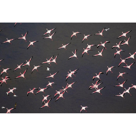 Africa-Tanzania-Aerial view of flock of Greater and Lesser Flamingos flying above salt waters Black Modern Wood Framed Art Print by Souders, Paul