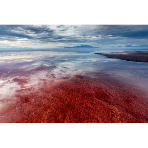 Africa-Tanzania-Enhanced contrast aerial view of patterns of red algae and salt formations Gold Ornate Wood Framed Art Print with Double Matting by Souders, Paul