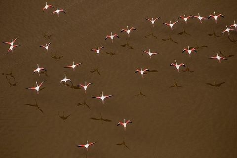 Africa-Tanzania-Aerial view of flock of Greater and Lesser Flamingos flying above salt waters White Modern Wood Framed Art Print with Double Matting by Souders, Paul