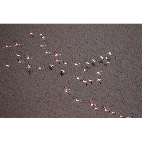 Africa-Tanzania-Aerial view of flock of Greater and Lesser Flamingos flying  Black Modern Wood Framed Art Print by Souders, Paul