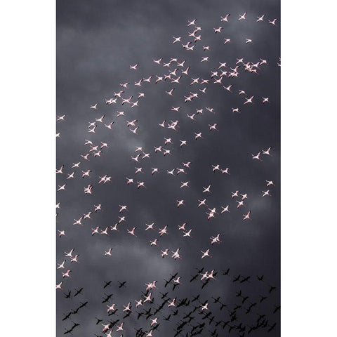Africa-Tanzania-Aerial view of flock of Greater and Lesser Flamingos flying above salt waters Black Modern Wood Framed Art Print with Double Matting by Souders, Paul