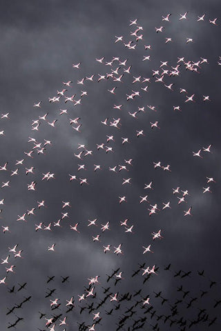Africa-Tanzania-Aerial view of flock of Greater and Lesser Flamingos flying above salt waters White Modern Wood Framed Art Print with Double Matting by Souders, Paul