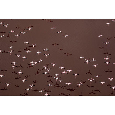 Africa-Tanzania-Aerial view of flock of Greater and Lesser Flamingos flying above salt waters Black Modern Wood Framed Art Print by Souders, Paul