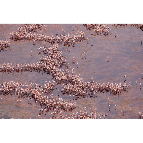 Africa-Tanzania-Aerial view of vast flock of Lesser Flamingos nesting in shallow salt waters White Modern Wood Framed Art Print by Souders, Paul