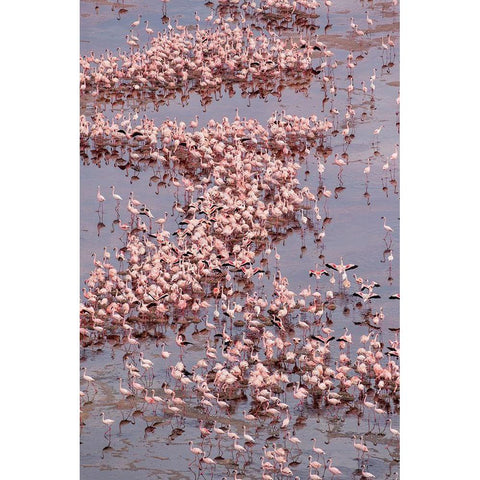 Africa-Tanzania-Aerial view of vast flock of Lesser Flamingos nesting in shallow salt waters White Modern Wood Framed Art Print by Souders, Paul