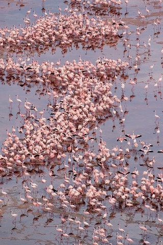 Africa-Tanzania-Aerial view of vast flock of Lesser Flamingos nesting in shallow salt waters White Modern Wood Framed Art Print with Double Matting by Souders, Paul