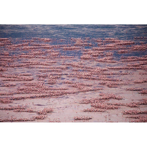 Africa-Tanzania-Aerial view of vast flock of Lesser Flamingos nesting in shallow salt waters Gold Ornate Wood Framed Art Print with Double Matting by Souders, Paul