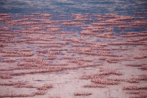 Africa-Tanzania-Aerial view of vast flock of Lesser Flamingos nesting in shallow salt waters White Modern Wood Framed Art Print with Double Matting by Souders, Paul