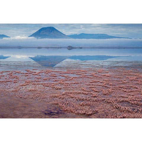 Africa-Tanzania-Aerial view of Ol Doinyo Lengai volcano looming above vast flock Black Modern Wood Framed Art Print with Double Matting by Souders, Paul