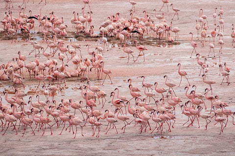 Africa-Tanzania-Aerial view of vast flock of Lesser Flamingos nesting in shallow salt waters Black Ornate Wood Framed Art Print with Double Matting by Souders, Paul