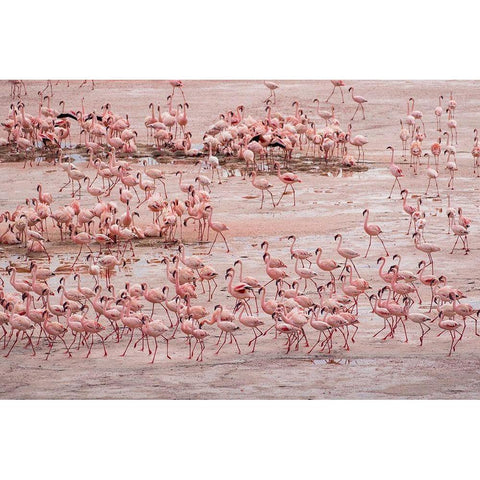 Africa-Tanzania-Aerial view of vast flock of Lesser Flamingos nesting in shallow salt waters Black Modern Wood Framed Art Print by Souders, Paul