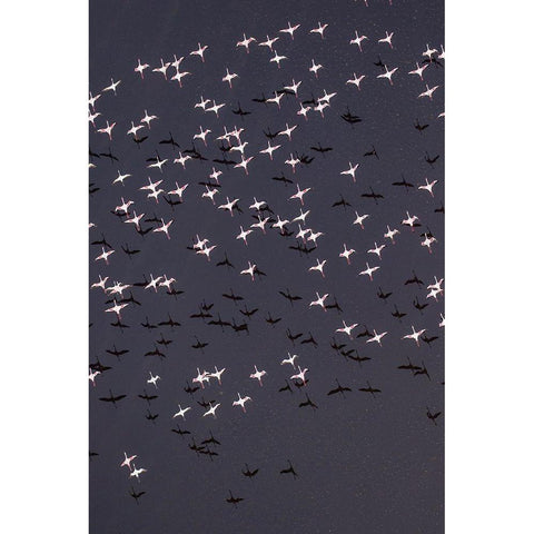 Africa-Tanzania-Aerial view of flock of Lesser Flamingos taking flight above shallow salt waters Black Modern Wood Framed Art Print by Souders, Paul