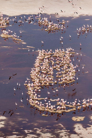 Africa-Tanzania-Aerial view of flock of Lesser Flamingos nesting among salt flats White Modern Wood Framed Art Print with Double Matting by Souders, Paul