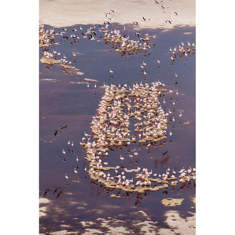 Africa-Tanzania-Aerial view of flock of Lesser Flamingos nesting among salt flats White Modern Wood Framed Art Print by Souders, Paul