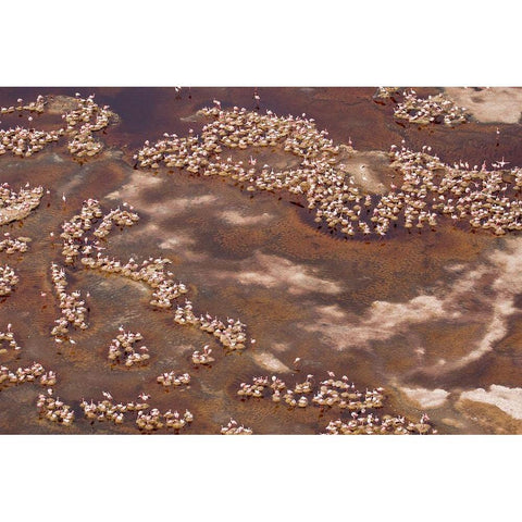 Africa-Tanzania-Aerial view of flock of Lesser Flamingos nesting among salt flats Black Modern Wood Framed Art Print by Souders, Paul