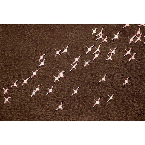 Africa-Tanzania-Aerial view of flock of Lesser Flamingos in flight above shallow waters Gold Ornate Wood Framed Art Print with Double Matting by Souders, Paul
