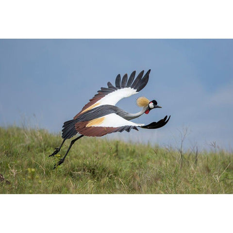 Africa-Tanzania-Ngorongoro Conservation Area-Grey Crowned Crane Black Modern Wood Framed Art Print with Double Matting by Souders, Paul