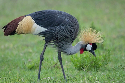 Africa-Tanzania-Ngorongoro Conservation Area-Grey Crowned Crane White Modern Wood Framed Art Print with Double Matting by Souders, Paul
