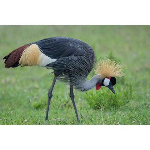 Africa-Tanzania-Ngorongoro Conservation Area-Grey Crowned Crane Black Modern Wood Framed Art Print by Souders, Paul