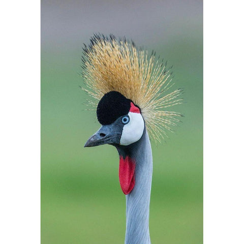 Africa-Tanzania-Ngorongoro Conservation Area-Grey Crowned Crane Black Modern Wood Framed Art Print by Souders, Paul