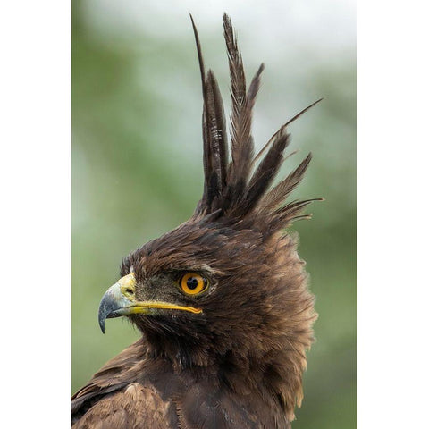 Africa-Tanzania-Ngorongoro Conservation Area-Long- Crested Eagle Black Modern Wood Framed Art Print by Souders, Paul