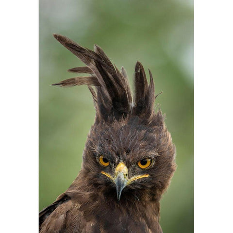 Africa-Tanzania-Ngorongoro Conservation Area-Long- Crested Eagle  Black Modern Wood Framed Art Print by Souders, Paul