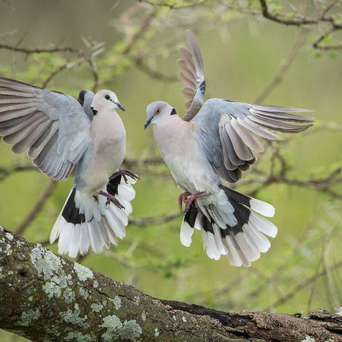 Africa-Tanzania-Ngorongoro Conservation Area-African Mourning Doves  Black Modern Wood Framed Art Print by Souders, Paul