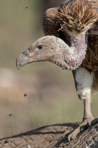 Africa-Tanzania-Ngorongoro Conservation Area-White-backed Vulture Black Ornate Wood Framed Art Print with Double Matting by Souders, Paul