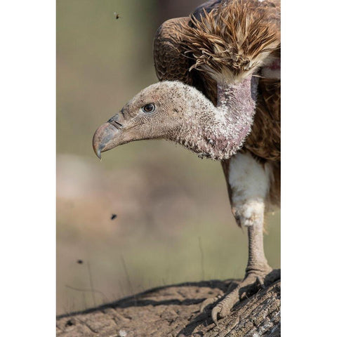 Africa-Tanzania-Ngorongoro Conservation Area-White-backed Vulture Black Modern Wood Framed Art Print by Souders, Paul