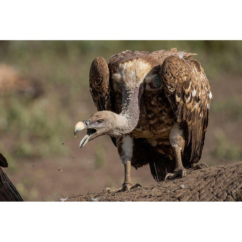 Africa-Tanzania-Ngorongoro Conservation Area-White-backed Vultures  Black Modern Wood Framed Art Print by Souders, Paul