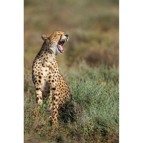 Tanzania-Ngorongoro Conservation Area-Adult Cheetah  Black Modern Wood Framed Art Print by Souders, Paul