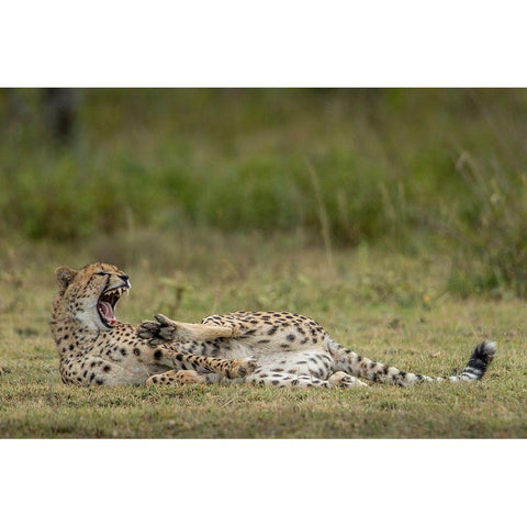 Tanzania-Ngorongoro Conservation Area-Adult Cheetah  Black Modern Wood Framed Art Print by Souders, Paul