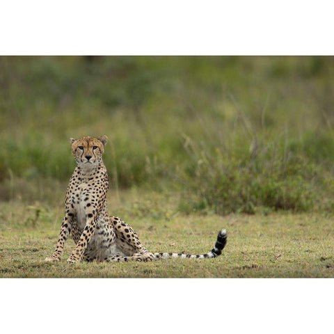 Tanzania-Ngorongoro Conservation Area-Adult Cheetah  Black Modern Wood Framed Art Print by Souders, Paul