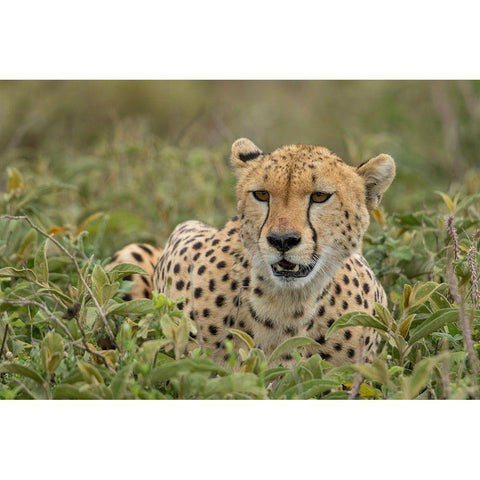 Tanzania-Ngorongoro Conservation Area-Adult Cheetah  Black Modern Wood Framed Art Print by Souders, Paul