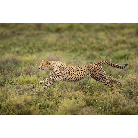 Tanzania-Ngorongoro Conservation Area-Adult Cheetah  White Modern Wood Framed Art Print by Souders, Paul
