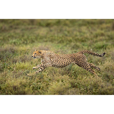 Tanzania-Ngorongoro Conservation Area-Adult Cheetah  Black Modern Wood Framed Art Print by Souders, Paul