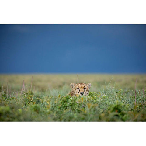 Tanzania-Ngorongoro Conservation Area-Adult Cheetah  Gold Ornate Wood Framed Art Print with Double Matting by Souders, Paul