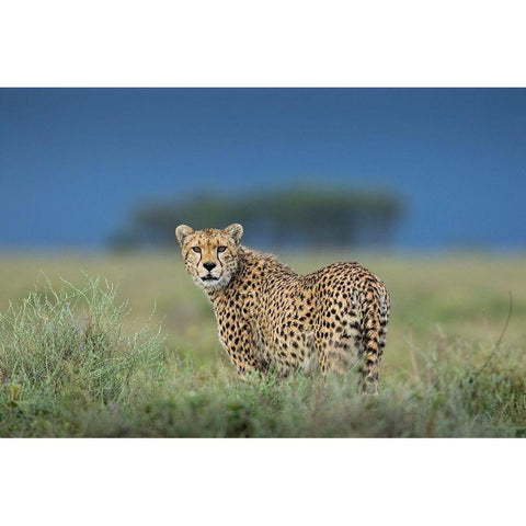 Tanzania-Ngorongoro Conservation Area-Adult Cheetah  Black Modern Wood Framed Art Print by Souders, Paul