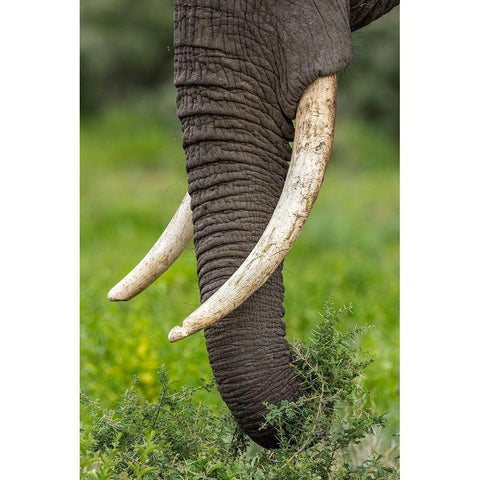 Africa-Tanzania-Ngorongoro Conservation Area-Close up of large ivory tusks of Bull Elephant Black Modern Wood Framed Art Print by Souders, Paul