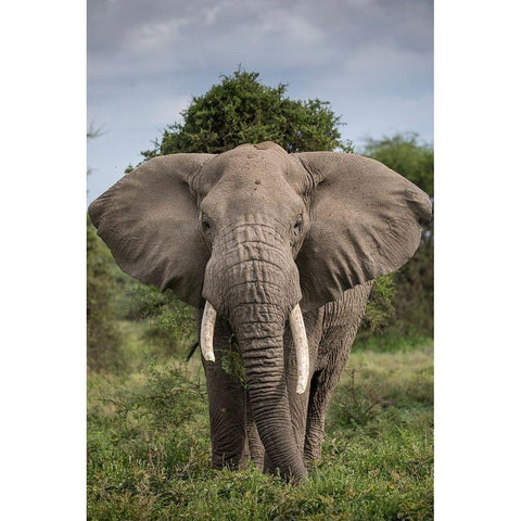 Africa-Tanzania-Ngorongoro Conservation Area-Bull Elephant while feeding  Black Modern Wood Framed Art Print by Souders, Paul